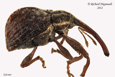 Weevil beetle - Anthonomus quadrigibbus 1 m12