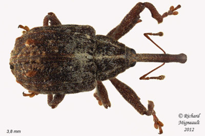 Weevil beetle - Anthonomus quadrigibbus 2 m12