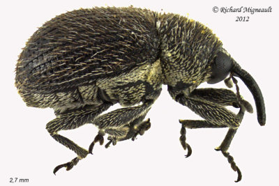 Weevil beetle - Cleopomiarus hispidulus 1 m12
