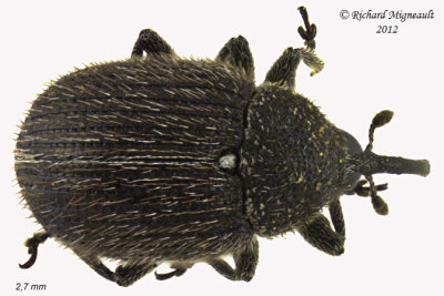 Weevil beetle - Cleopomiarus hispidulus 2 m12