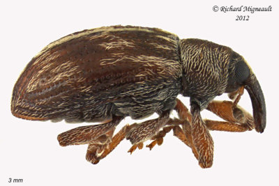 Weevil beetle - Ellescus scanicus 1 m12
