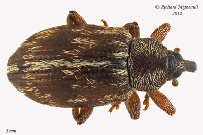 Weevil beetle - Ellescus scanicus 2 m12