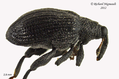 Weevil beetle - Orchestes pallicornis - Apple Flea Weevil 1 m12