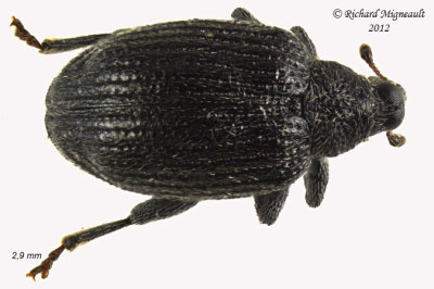 Weevil beetle - Orchestes pallicornis - Apple Flea Weevil 2 m12