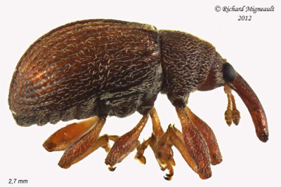 Weevil beetle - Pseudanthonomus validus1 1 m12