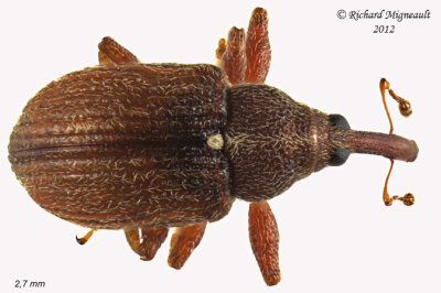Weevil beetle - Pseudanthonomus validus1 2 m12