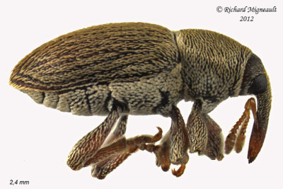 Weevil Beetle - Tychius sp1 1 m12