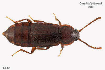 Rove beetle - Acidota crenata 1 m12