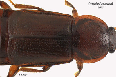 Rove beetle - Acidota crenata 2 m12