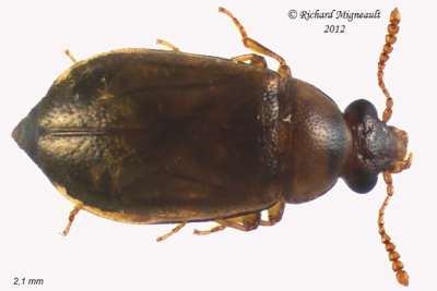 Rove Beetle - Eusphalerum convexum1 1 m12