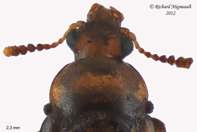 Rove Beetle - Eusphalerum pothos female 2 m12