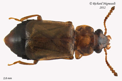 Rove Beetle - Eusphalerum pothos male 1 m12