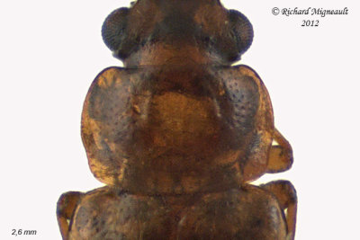 Rove Beetle - Eusphalerum pothos male 2 m12