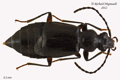 Rove beetle - Geodromicus strictus 1 m12