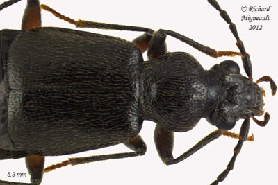 Rove beetle - Geodromicus strictus 2 m12