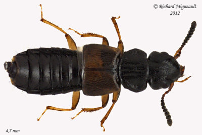 Rove beetle - Anotylus insignitus 1 m12