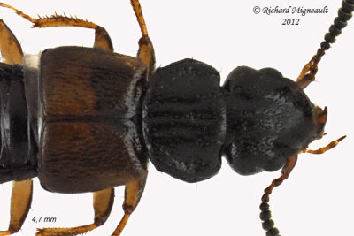 Rove beetle - Anotylus insignitus 2 m12