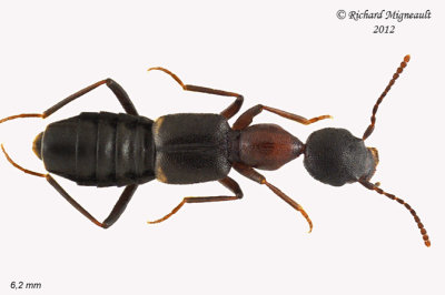 Subfamily Paederinae