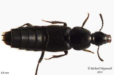 Rove Beetle - Acylophorus pratensis1 1 m11