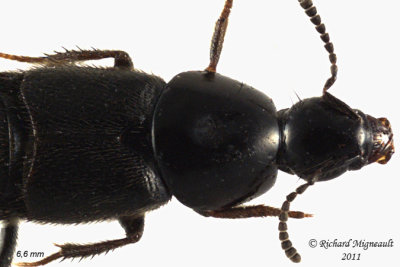 Rove Beetle - Acylophorus pratensis1 2 m11