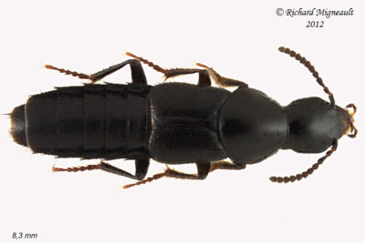Rove Beetle - Acylophorus pratensis 1 m12