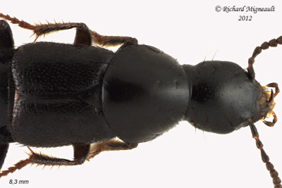 Rove Beetle - Acylophorus pratensis 2 m12