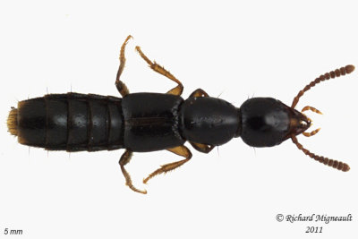Rove Beetle - Atrecus americanus 1 m11
