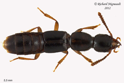 Rove Beetle - Atrecus americanus 1 m12