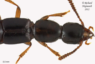 Rove Beetle - Atrecus americanus 2 m12