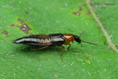 Rove Beetle - Bisnius blandus 1 m10