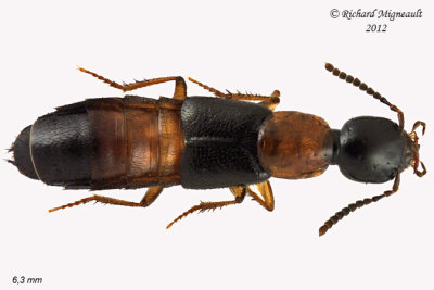 Rove beetle - Bisnius blandus 1 m12