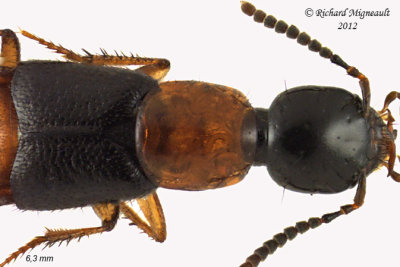 Rove beetle - Bisnius blandus 2 m12