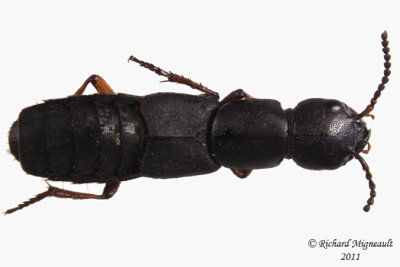 Rove Beetle - Dinothenarus badipes 1 m11