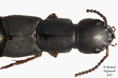 Rove Beetle - Dinothenarus badipes 2 m11