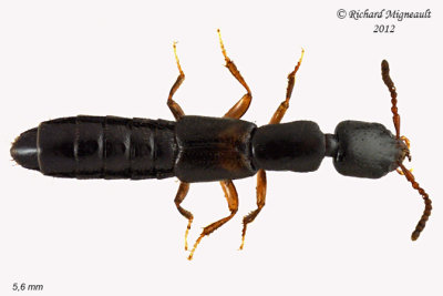 Rove beetle - Nudobius cephalus 1 m12