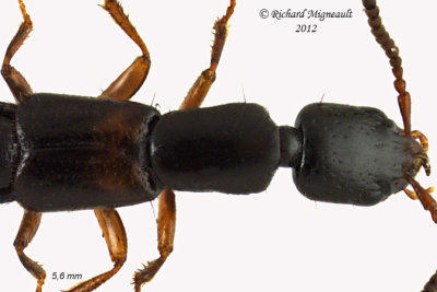 Rove beetle - Nudobius cephalus 2 m12