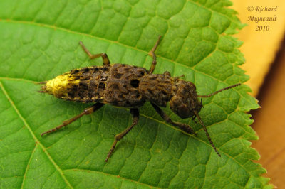 Rove Beetle - Ontholestes cingulatus 1m10