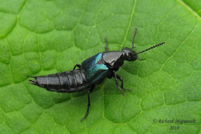 Rove Beetle - Philonthus caeruleipennis1 1m10