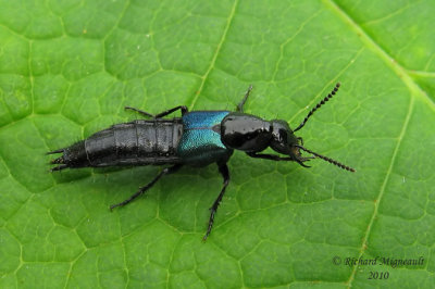 Rove Beetle - Philonthus caeruleipennis1 2m10