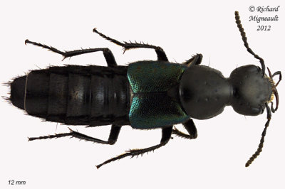 Rove Beetle - Philonthus caeruleipennis 1 m12