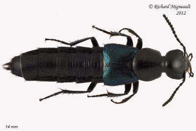 Rove Beetle - Philonthus caeruleipennis 2 m12