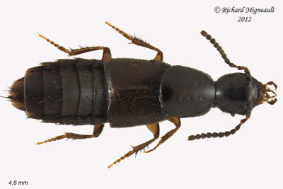 Rove beetle - Philonthus debilis 1 m12