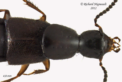 Rove beetle - Philonthus debilis 2 m12