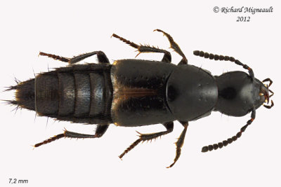 Rove beetle - Quedius cinctus 1 m12
