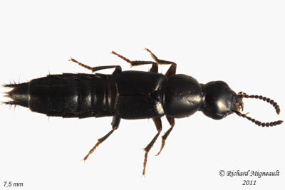 Rove Beetle - Quedius plagiatus1 1 m11