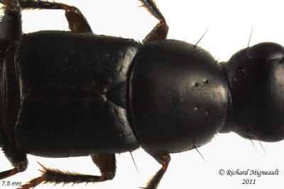 Rove Beetle - Quedius plagiatus1 2 m11