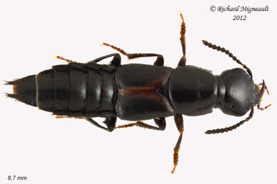Rove beetle - Quedius plagiatus 1 m12
