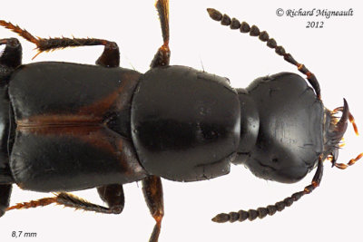 Rove beetle - Quedius plagiatus 2 m12
