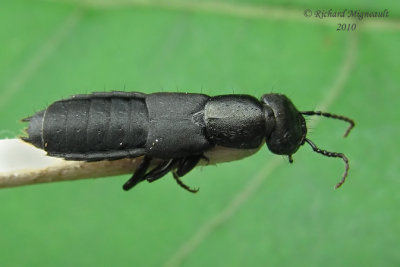 Rove Beetle - Tasgius melanarius 2m10