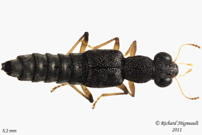 Rove Beetle - Stenus flavicornis 3 m11